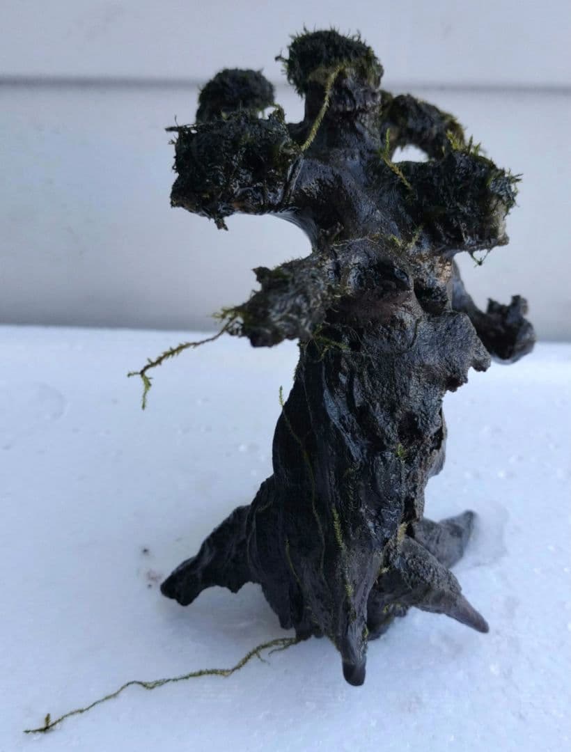 カミハタ 水景BONSAI 五葉松 S ウォーターフェザー ウィローモス 活着