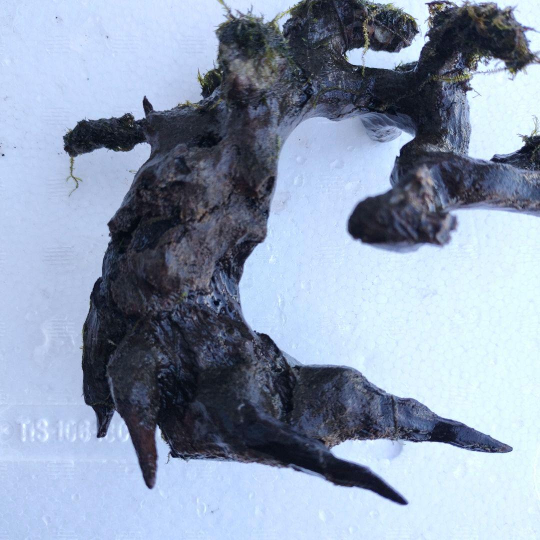 カミハタ 水景BONSAI 五葉松 S ウォーターフェザー ウィローモス 活着