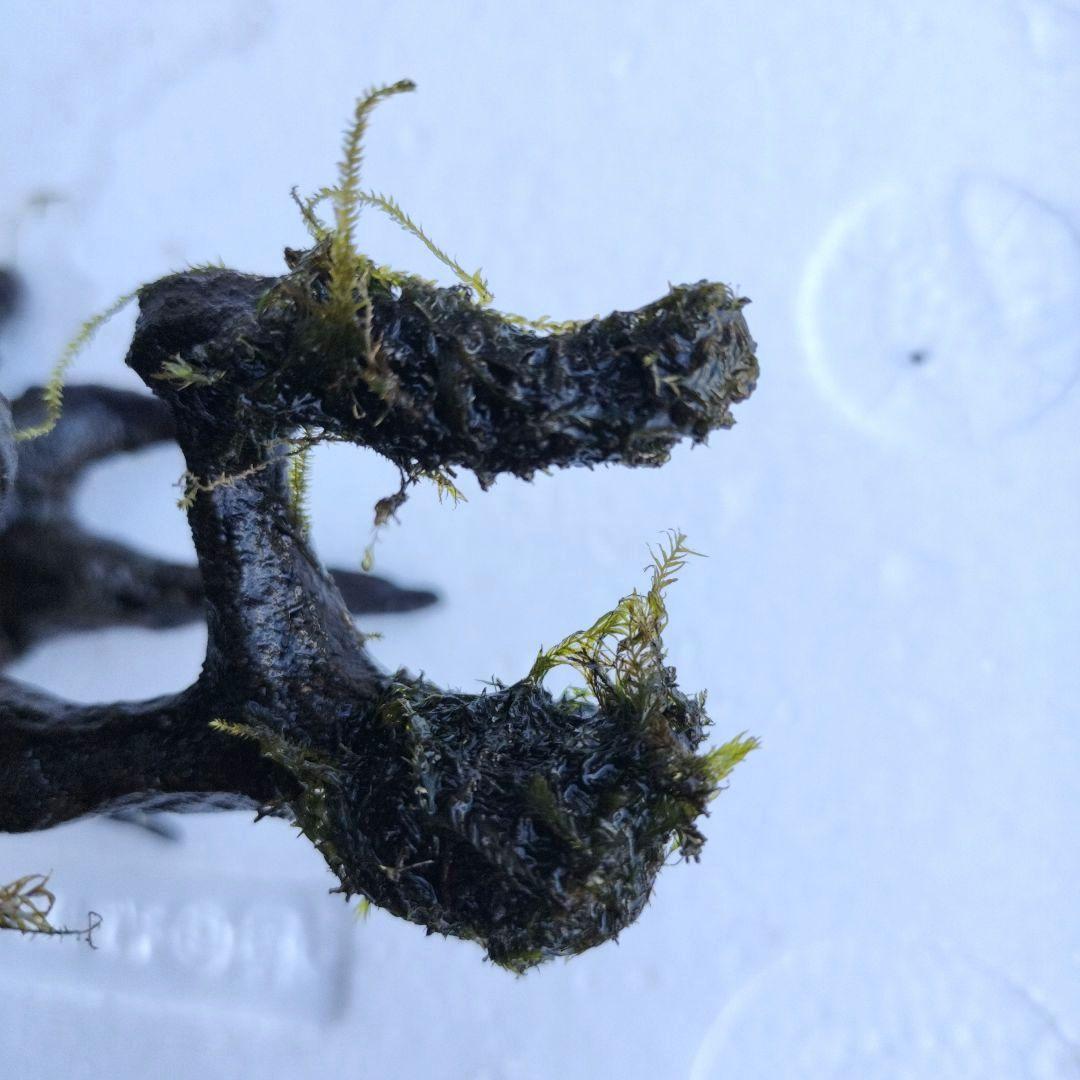 カミハタ 水景BONSAI 五葉松 S ウォーターフェザー ウィローモス 活着