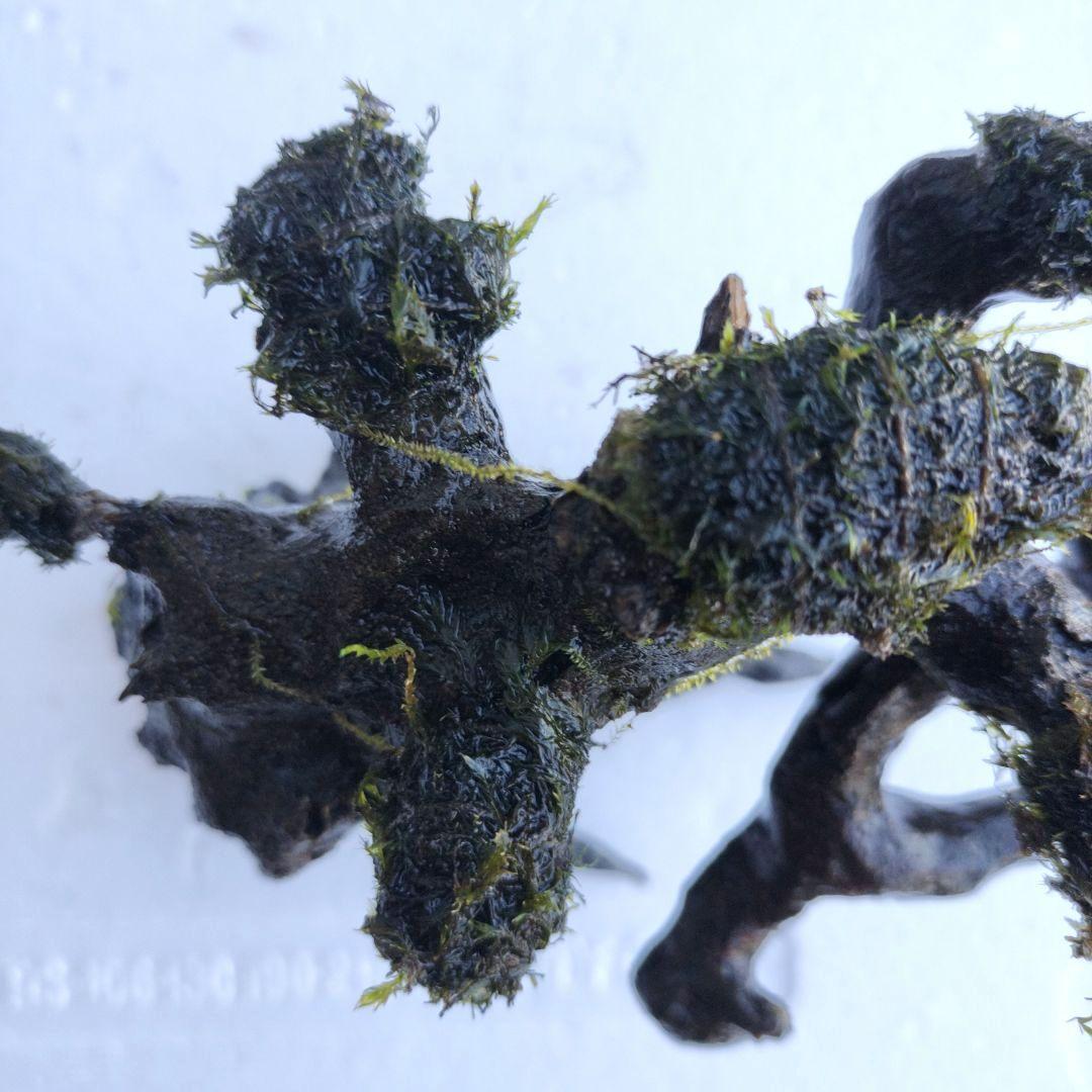 カミハタ 水景BONSAI 五葉松 S ウォーターフェザー ウィローモス 活着