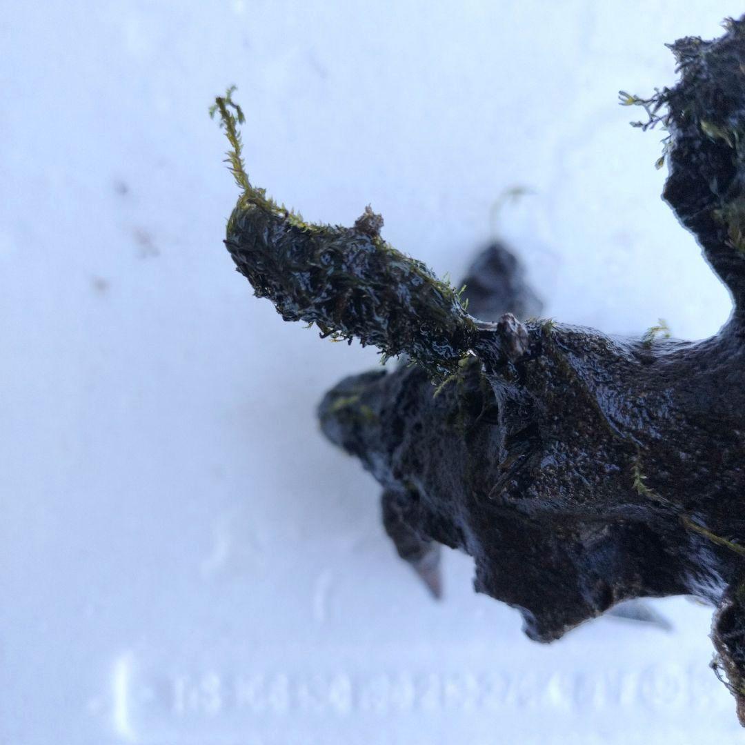 カミハタ 水景BONSAI 五葉松 S ウォーターフェザー ウィローモス 活着