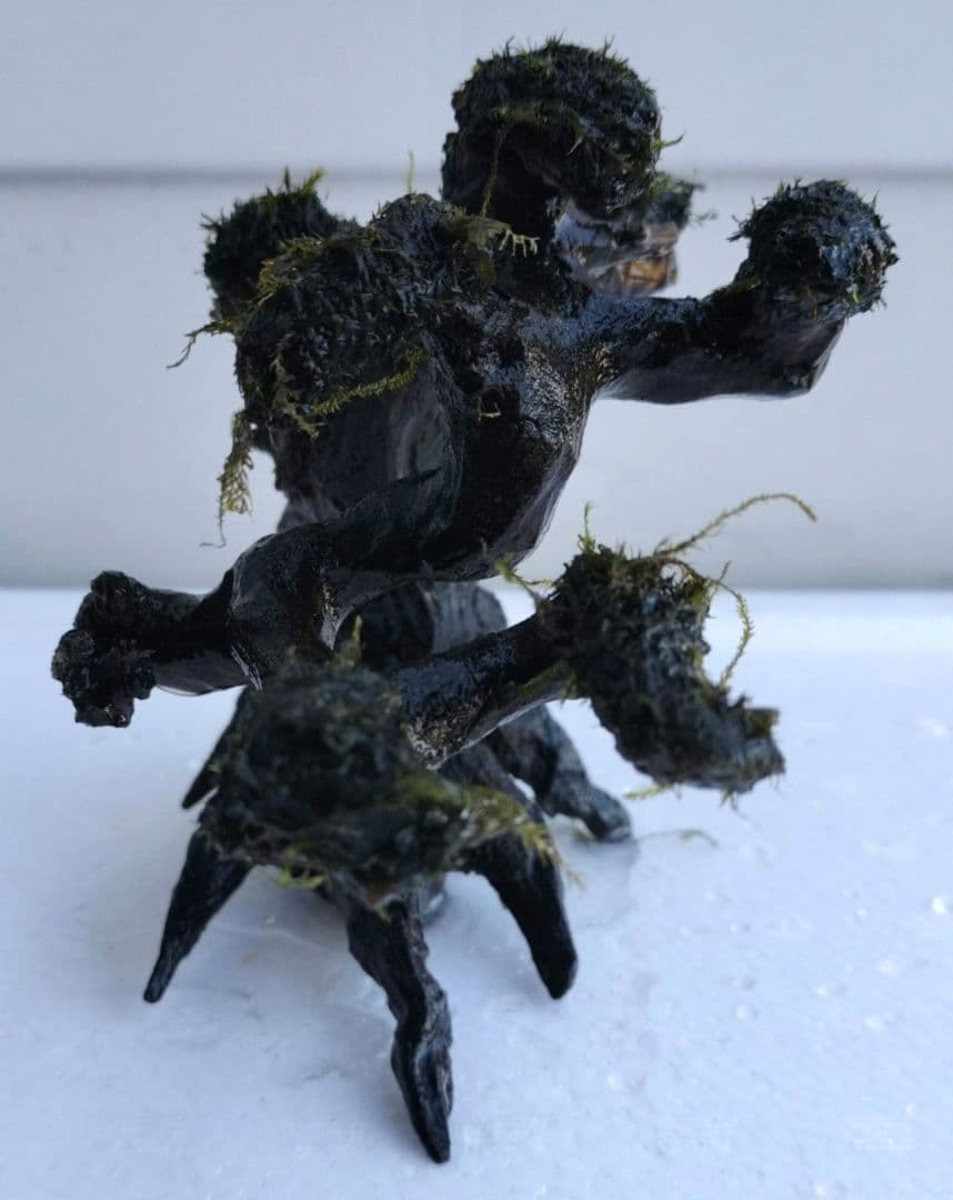 カミハタ 水景BONSAI 五葉松 S ウォーターフェザー ウィローモス 活着