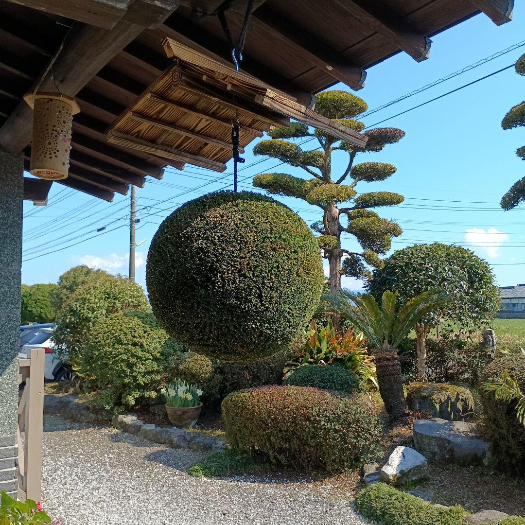杉玉　直径約33ｃｍ 屋根付き焼杉作り