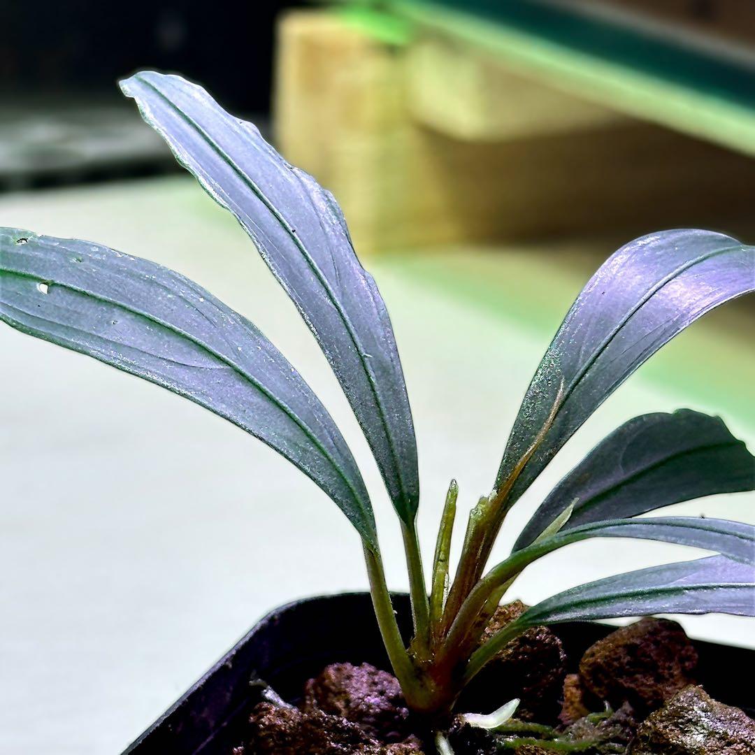乳*菌様 ブセファランドラ Bucephalandra keris ケリス　レア