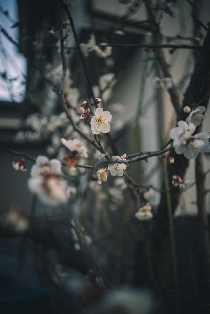 広角エルマー！Leica Elmar 35mm F3.5 オールドレンズ