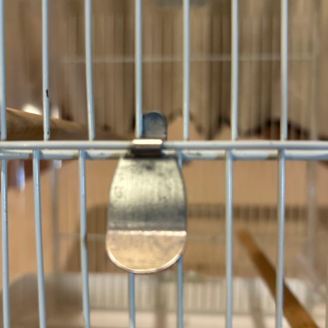 【最終値下】SANKO 中型鳥かご 透明デザイン