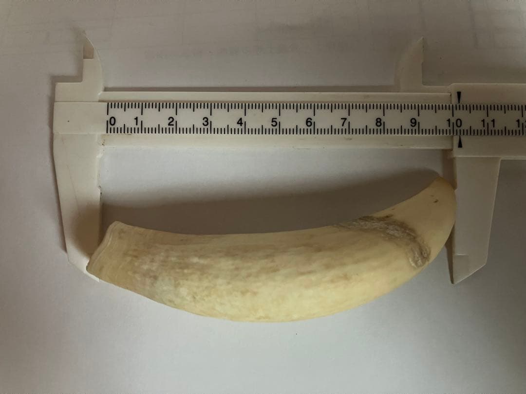 鯨歯 マッコウクジラの歯 約69g 印鑑 ペンダント オブジェ等素材 約10cm