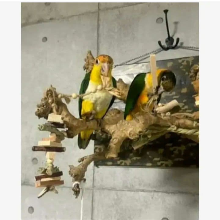 132　ロング　自然素材　ウッドクライミング　インコ　ガジガジバードトイ　バルサ
