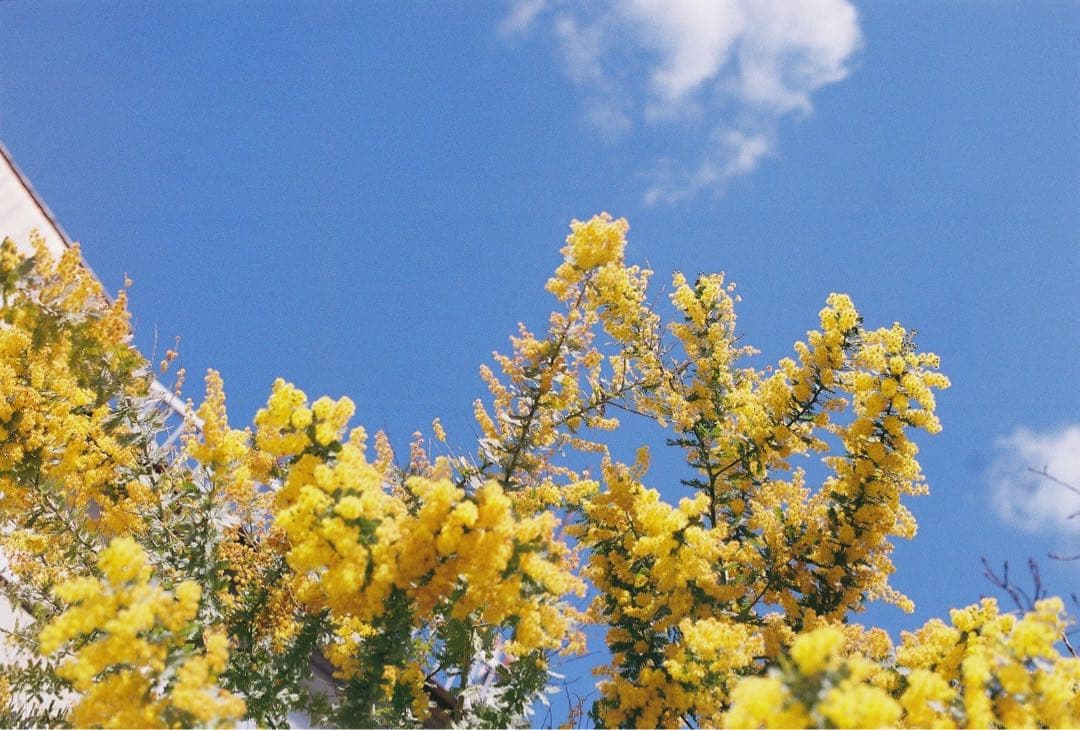 Nikon FA / NIKKOR-S.C Auto Ai改 50mm F1.4
