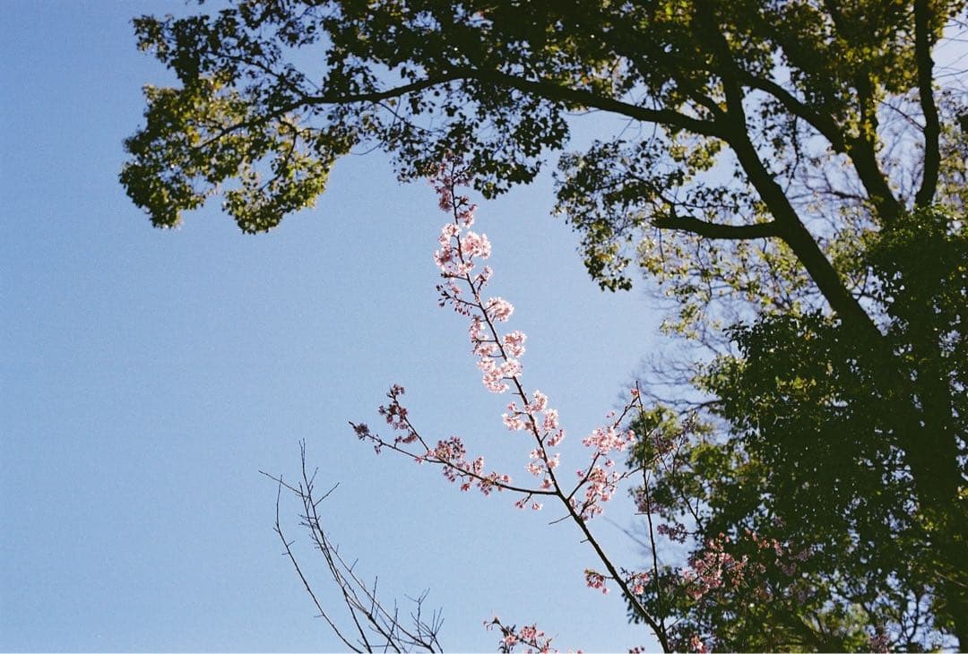 Nikon FA / NIKKOR-S.C Auto Ai改 50mm F1.4