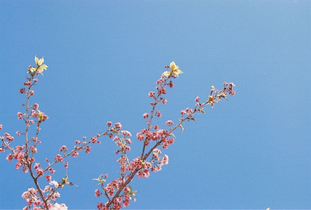 Nikon FA / NIKKOR-S.C Auto Ai改 50mm F1.4