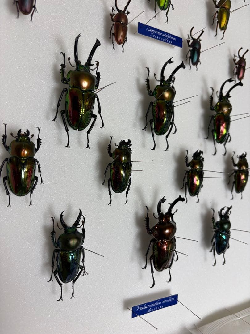 【昆虫標本】ニジイロクワガタ　パプアキンイロクワガタ　標本セット