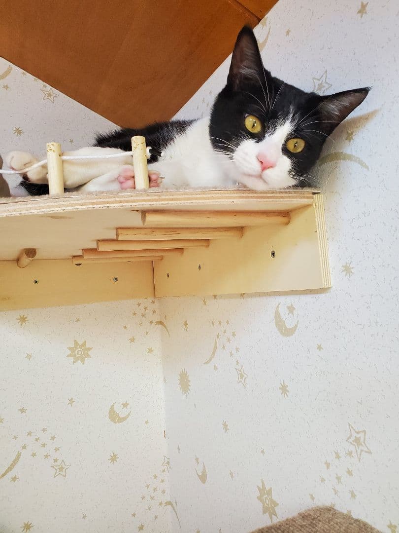 ★手作り　キャットウォーク少し大きめコーナー★マット付き★