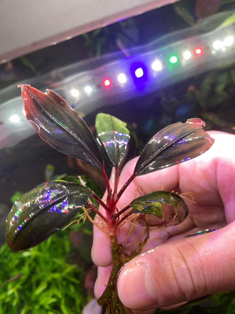 Bucephalandra sp. Akantha（アカンサ）　水中化成功