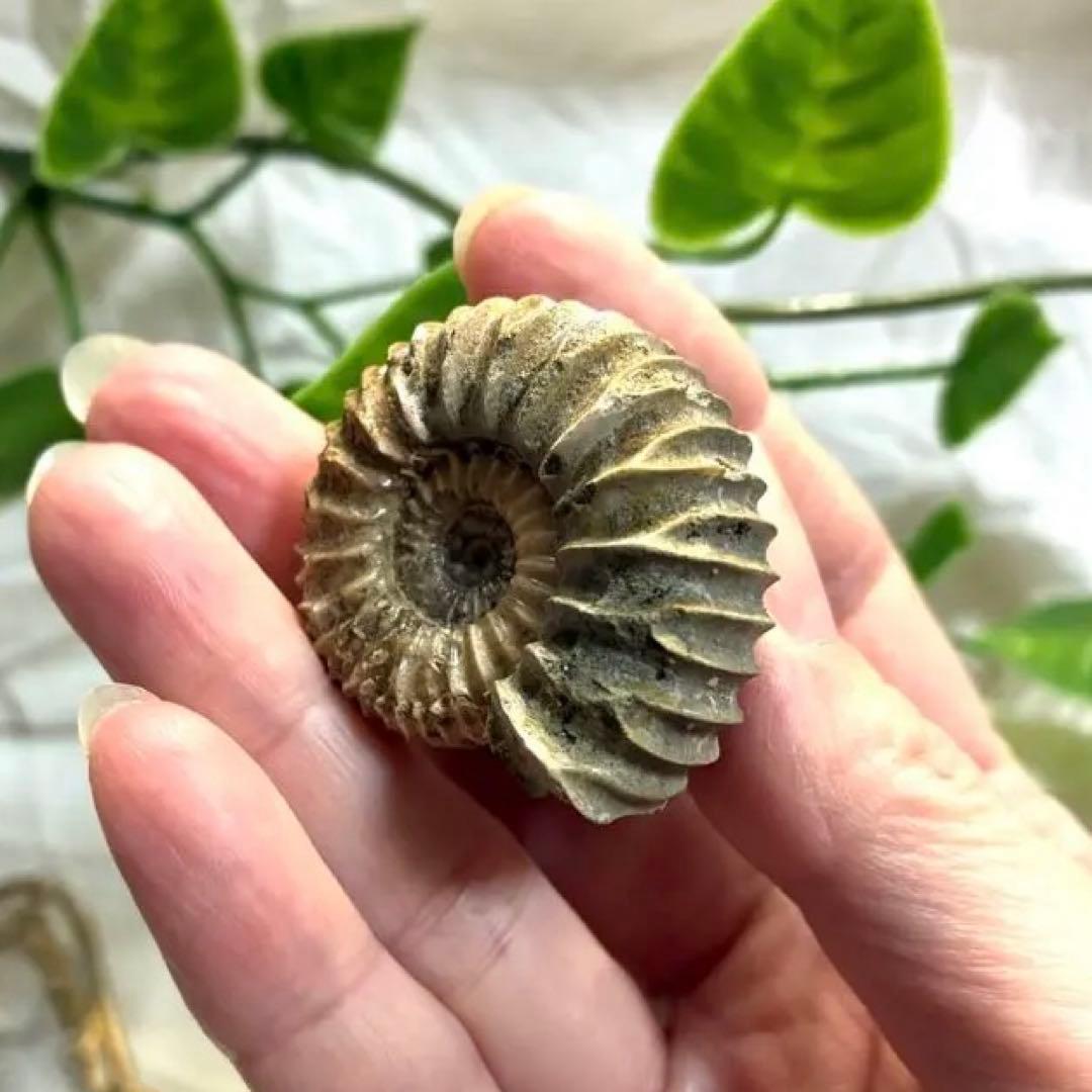 レア！アンモナイト 化石 パブロビア 【極北ロシア産】入手困難 26g