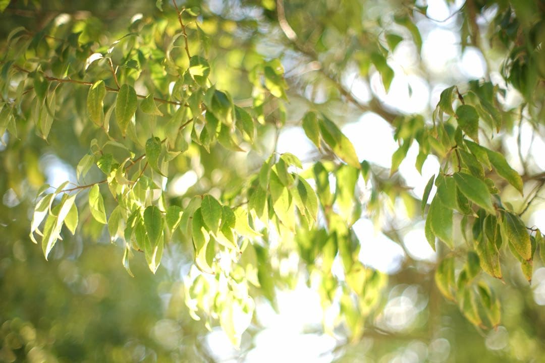 作例付き　TTArtisan tilt 50mm F1.4 管mpr 銘匠光学