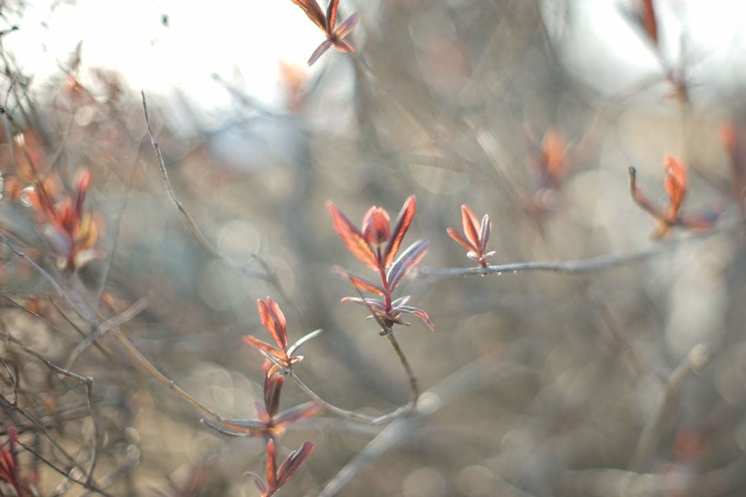 作例付き　TTArtisan tilt 50mm F1.4 管mpr 銘匠光学