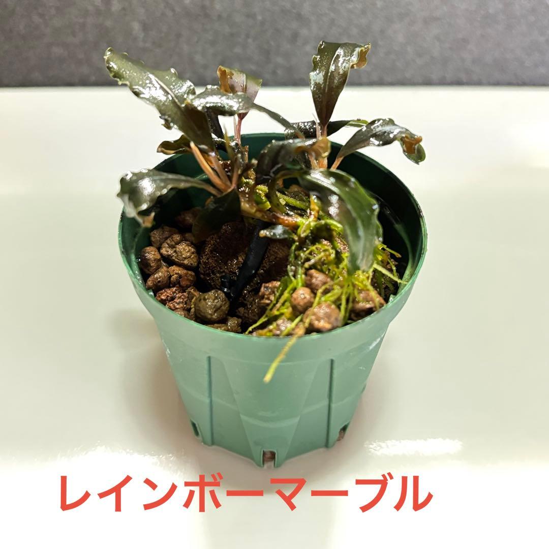 ブセファランドラ 水上葉 6品種 7株