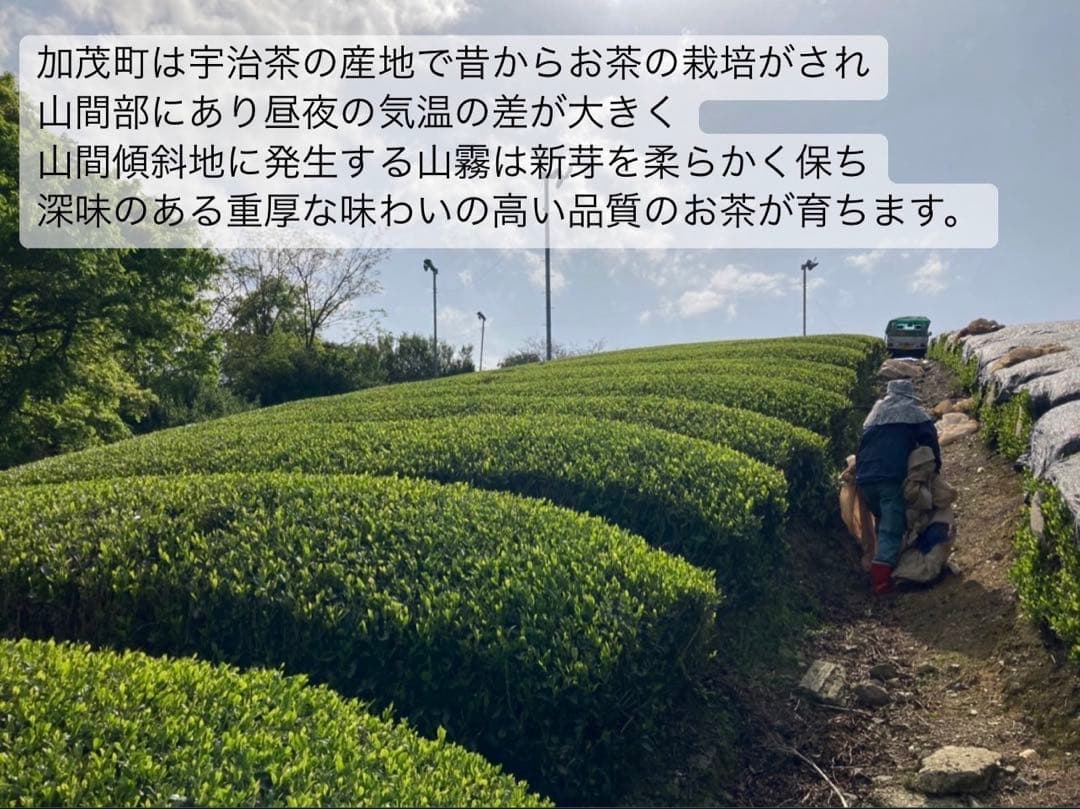 【8/8-8/11まで】夏のお茶5種類飲み比べセット(計40個入り)
