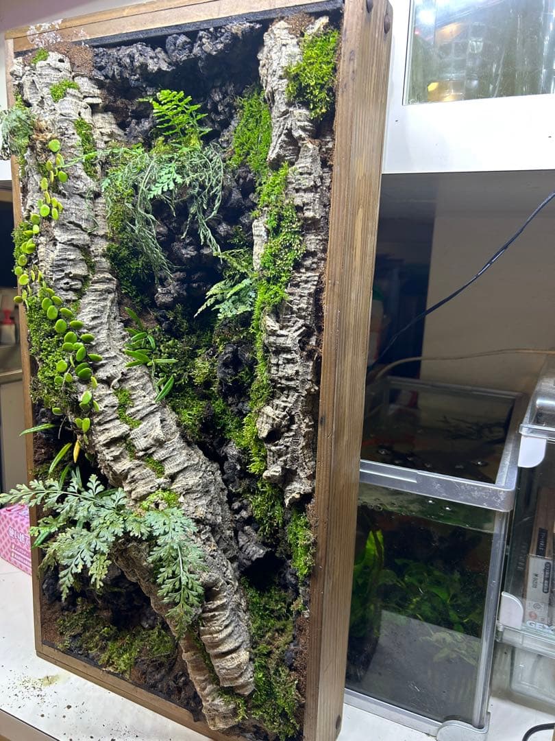 壁掛け、棚置きテラリウム　苔リウムオープン