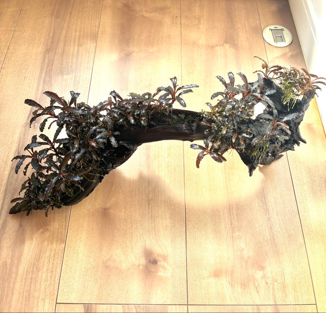 ブセファランドラクダガン群生　活着流木(ADAホーンウッド) スネール無し