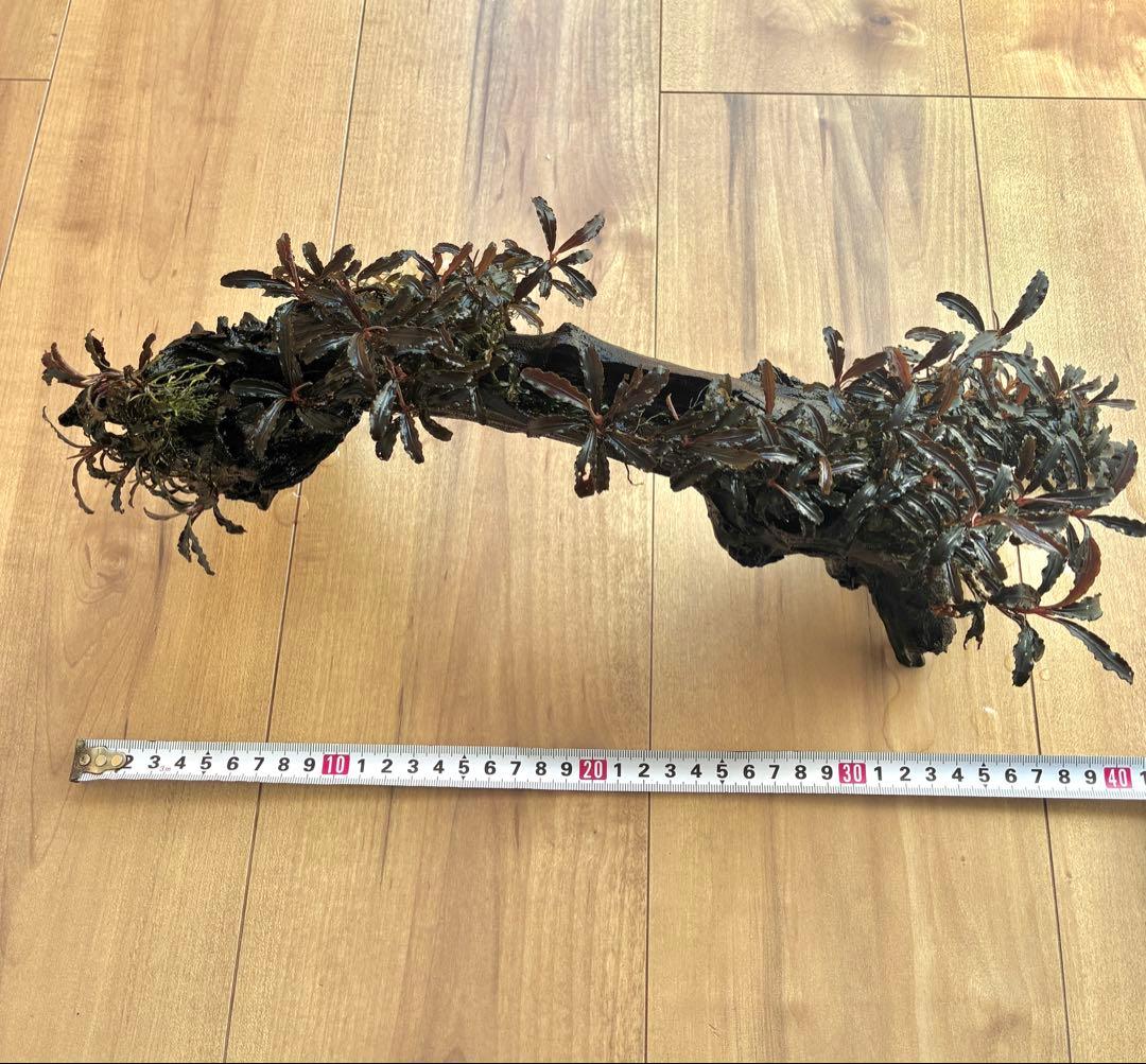 ブセファランドラクダガン群生　活着流木(ADAホーンウッド) スネール無し