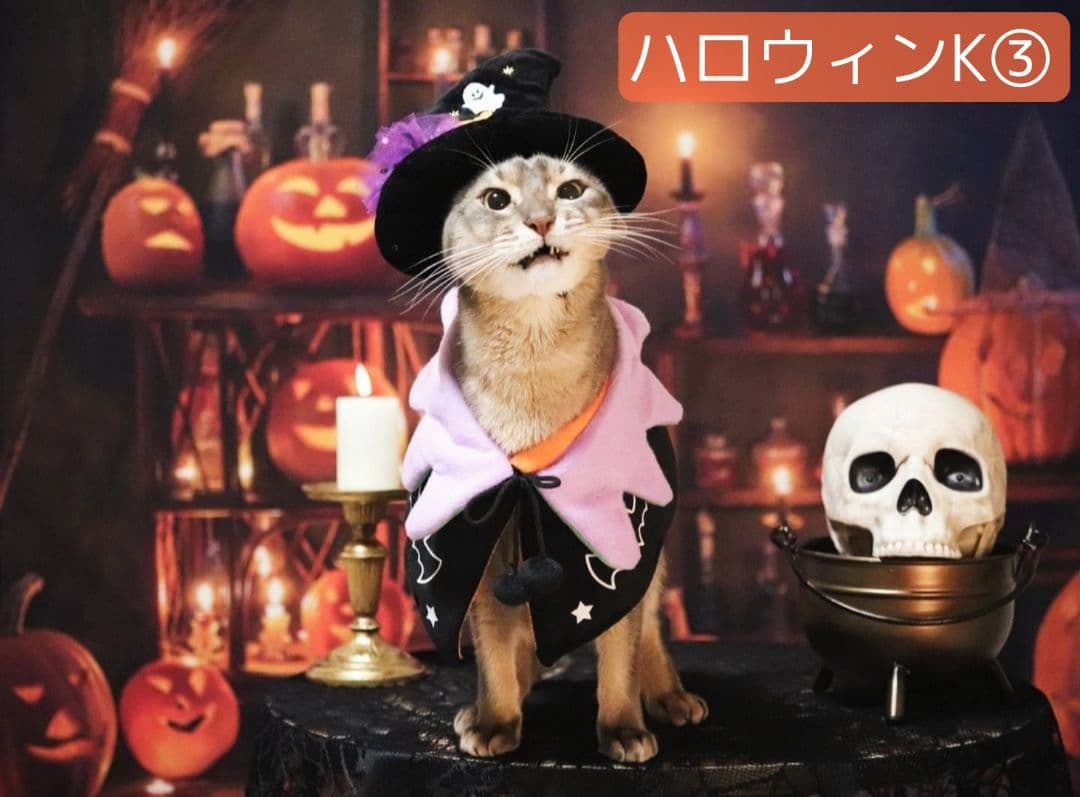 背景布【秋H】サンプル　9月お月見、ペット、トリミング撮影用　パンパスグラス