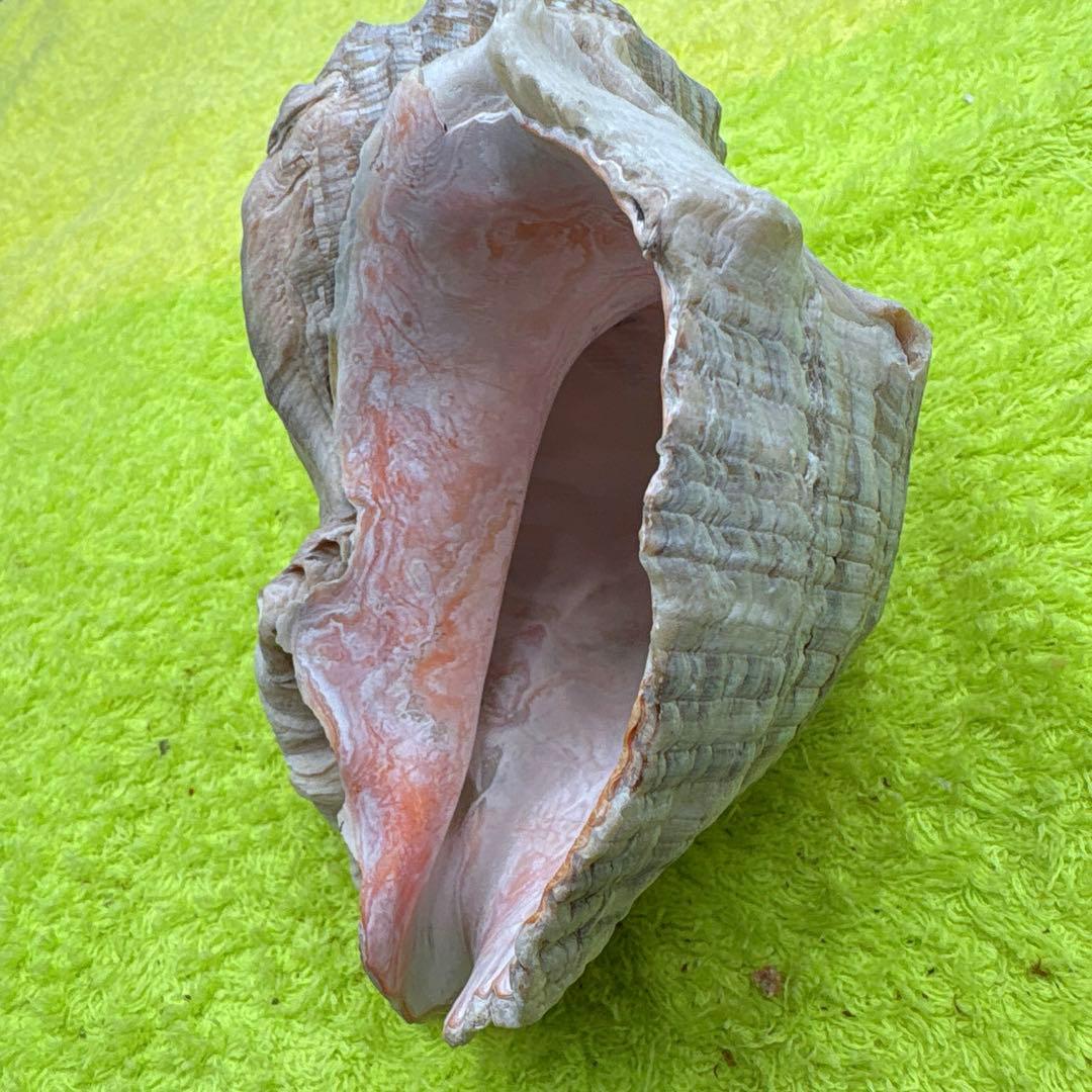 大きな螺旋状の美しいビンク色の貝殻長さ約17cm