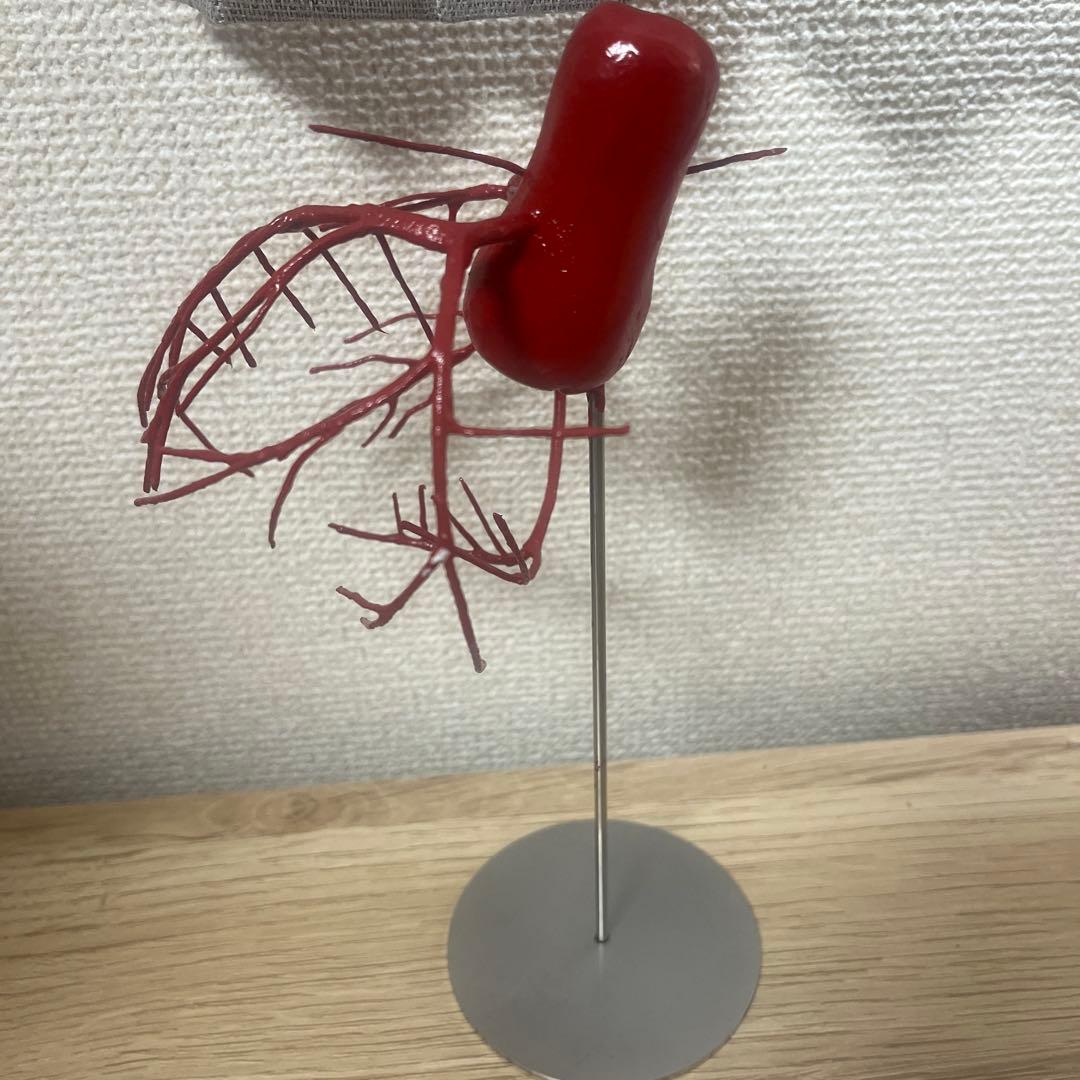 冠動脈模型