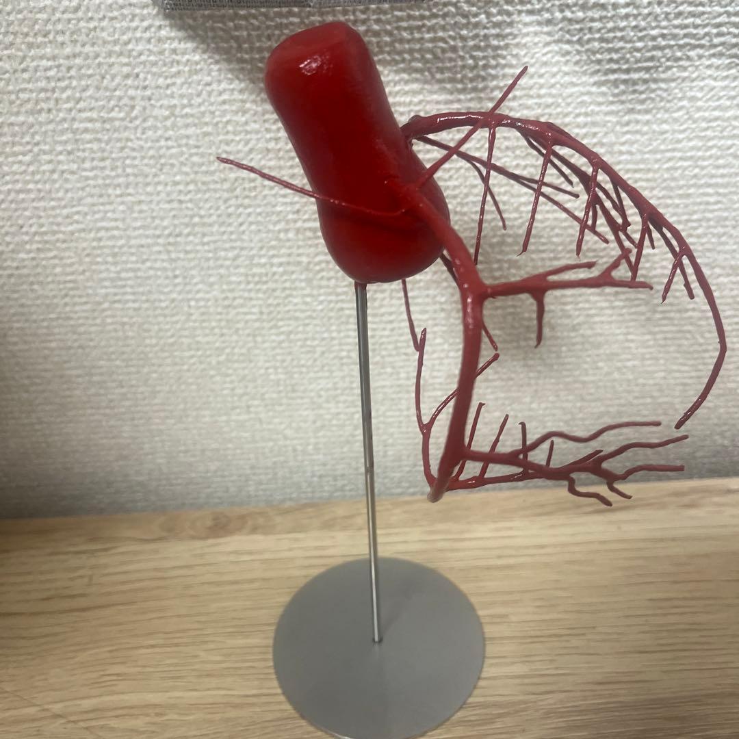 冠動脈模型