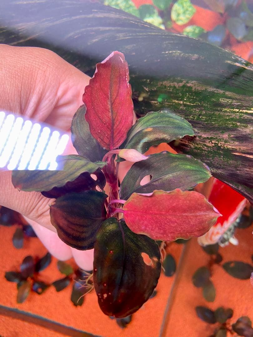 Bucephalandra sp. Mukaka 2株