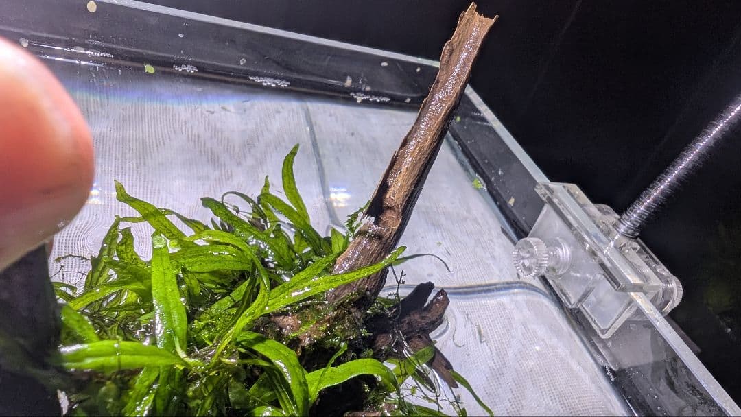 ADAミクロソリウムトライデントリーフ（葉数50）子株が自然活着した小型枝流木