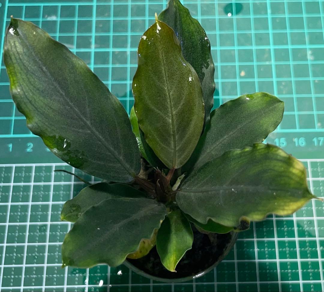水草育成 Bucephalandra sp.Pearl gray[TB]