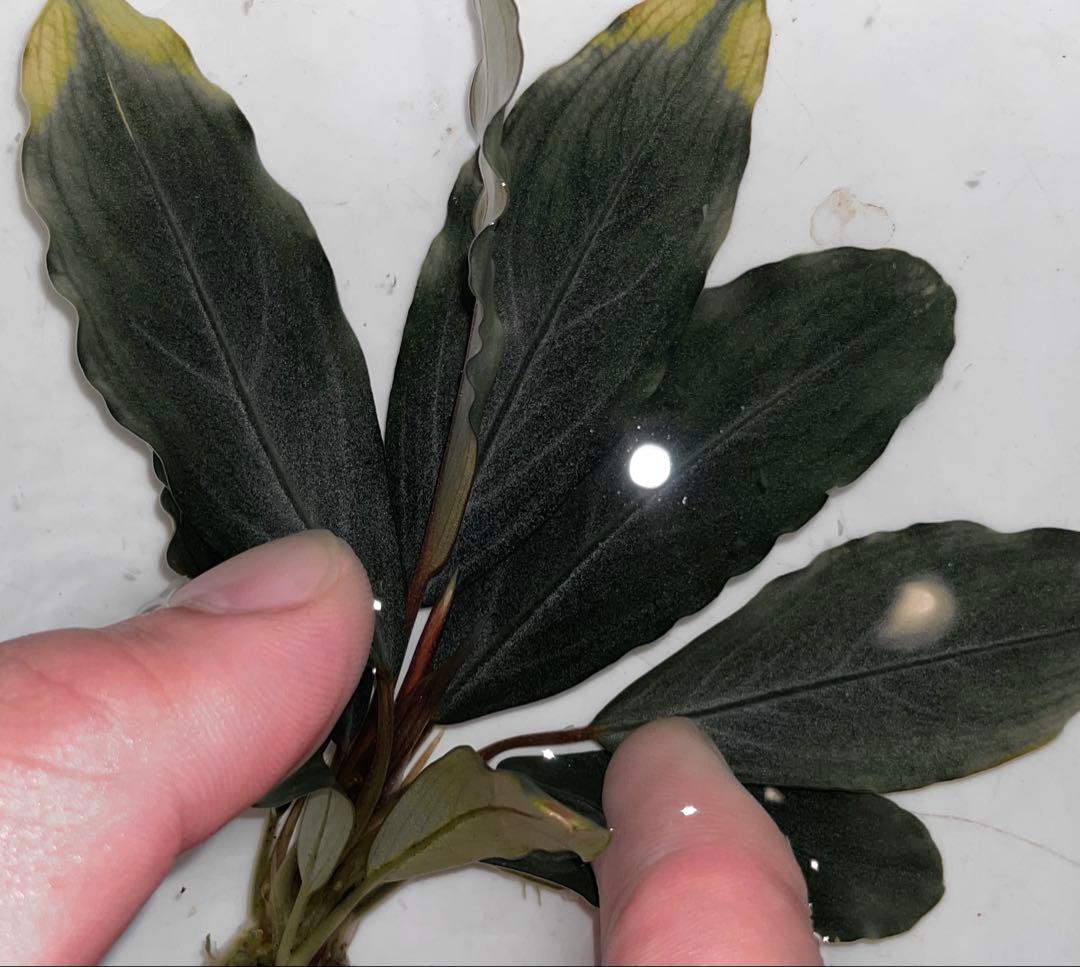 水草育成 Bucephalandra sp.Pearl gray[TB]
