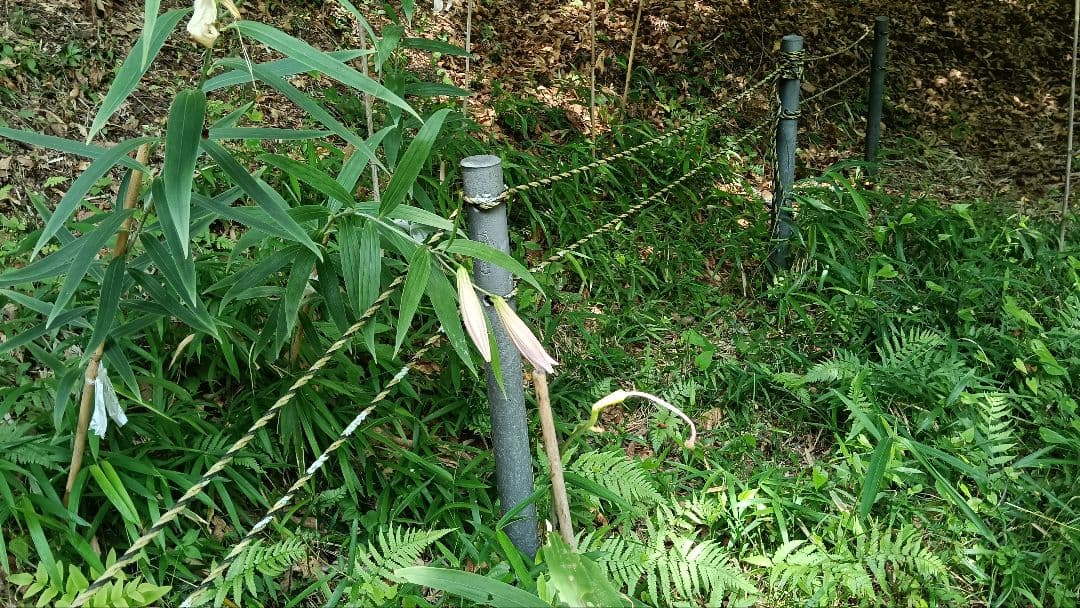 大樋長左衛門十代年朗作　飴茶碗　鵬雲斎箱書　平田精耕　円相図 真作保証