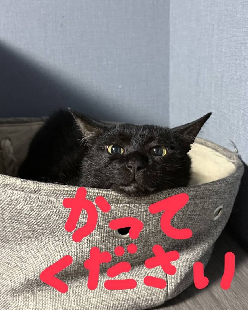  CANIN ケア 健康な尿を維持したい成猫用2キロ ✕3袋
