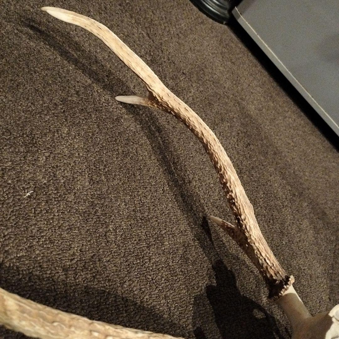 鹿の頭骨 大型 壁掛け用