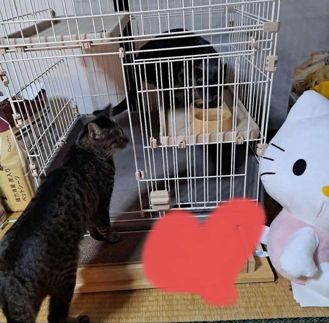 猫　ケージ　2段　カインズ