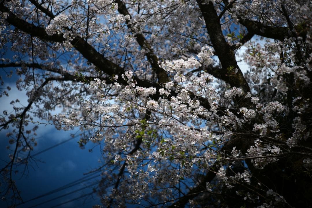 CANON LENS 50mm F2.2 ライカL39マウント