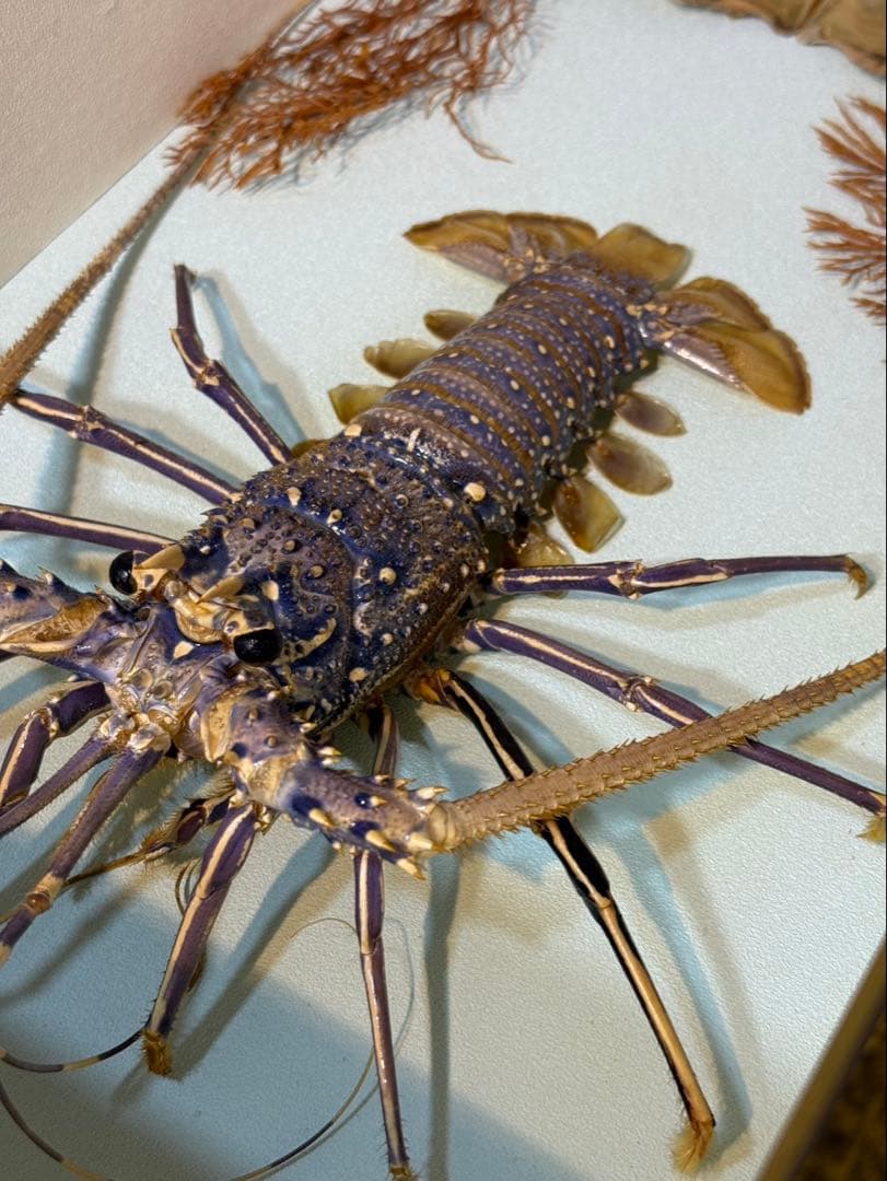伊勢海老　置物　縁起物　海老
