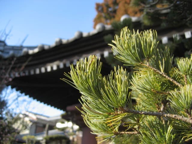 実写美⭕️【動作確認済】Canon　IXY　DIGITAL 70 PC1193