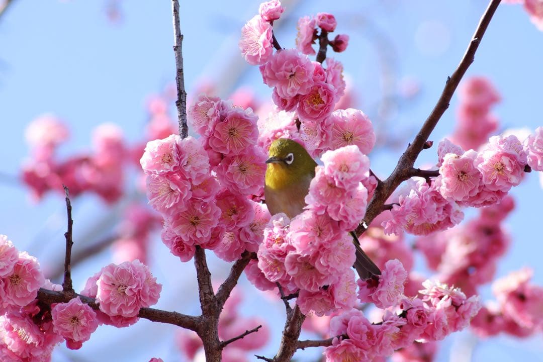 キヤノン Canon EF75-300mm F4-5.6 Ⅲ USM