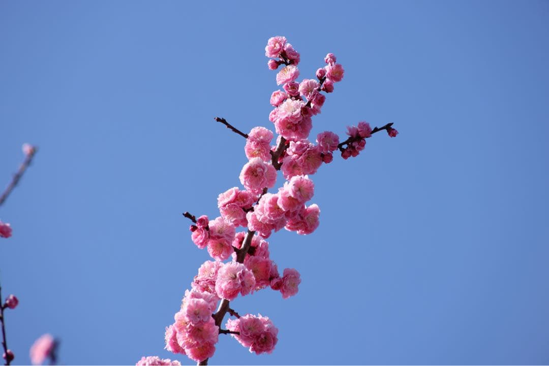 キヤノン Canon EF75-300mm F4-5.6 Ⅲ USM