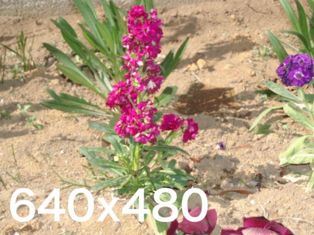 美品クラス OLYMPUS DIGITAL μ600 コンパクトデジタルカメラ