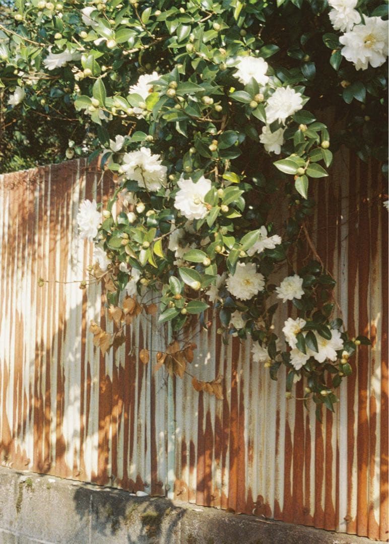 フィルムカメラ olympus pen ft