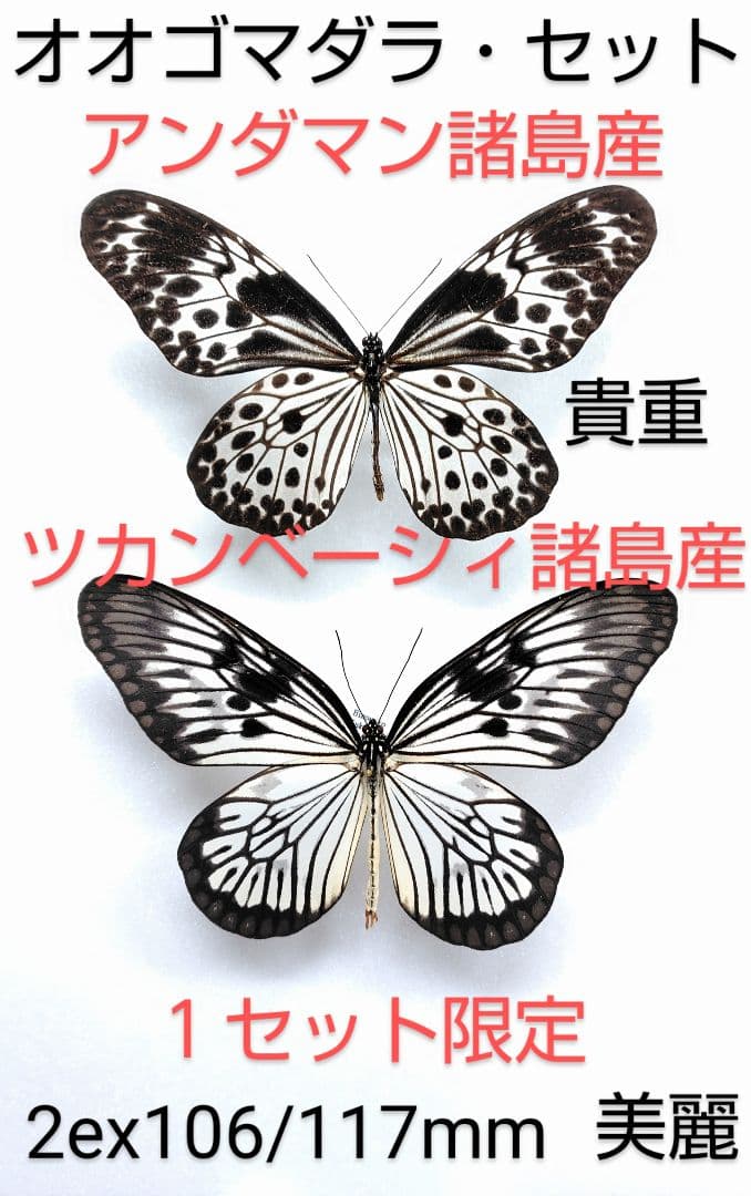 オオゴマダラ・セット標本★アンダマン諸島＆ツカンベーシィ諸島産★限定セット