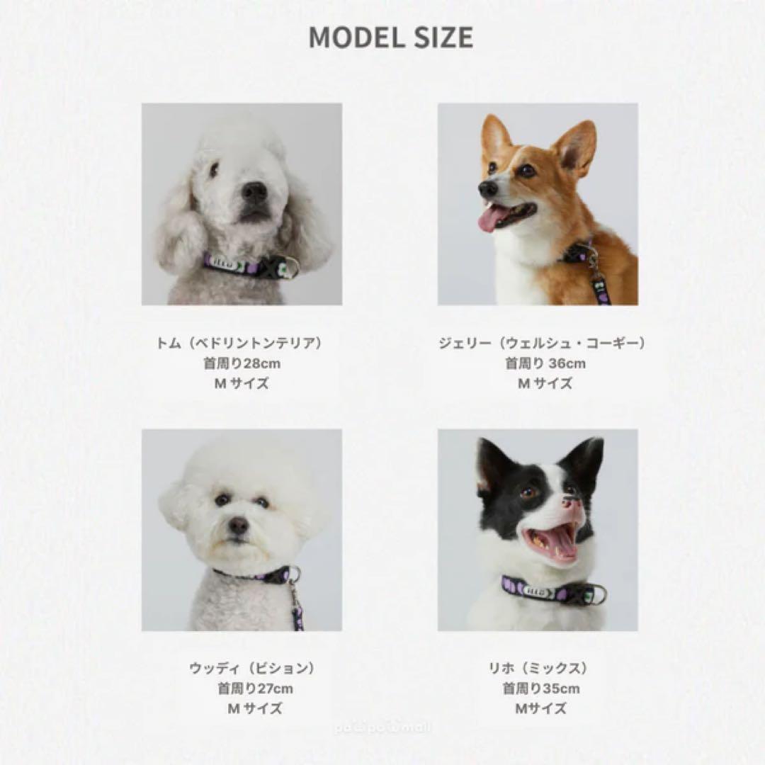 【韓国】iLLO ハーネス・首輪・リードSET〈小型犬用〉