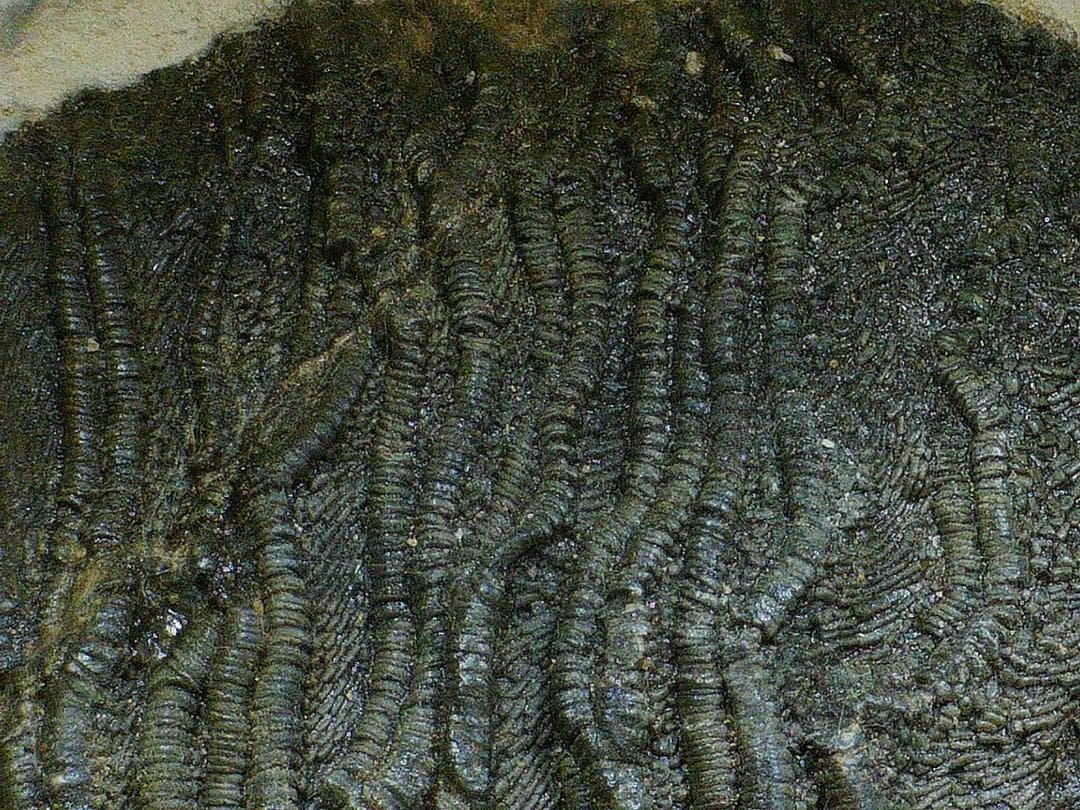 ウミユリ 化石 棘皮動物 重さ682 g 大きさ 約18x16 cm モロッコ産