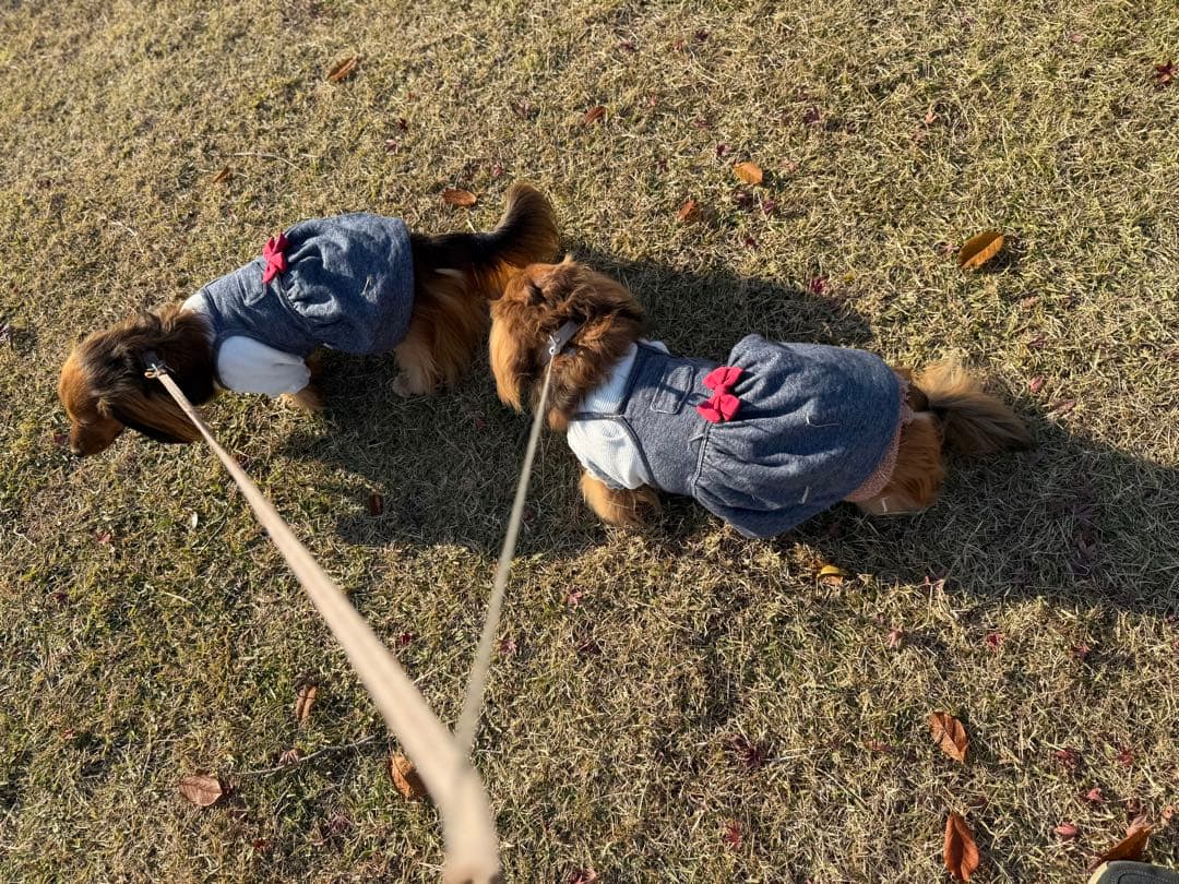 よっしーページです　ダックスフンド　犬服　わんこ服　タンクトップ