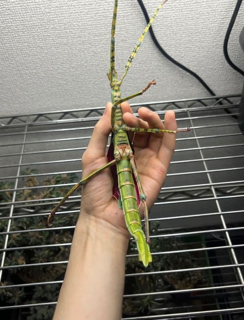 【210mm】ゴライアスオオトビナナフシ 陸のザリガニ歩く標本コノハムシ直翅類